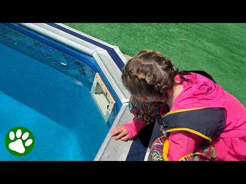 Drowning Baby Mouse Gets Saved by the Most Unexpected Hero #Video