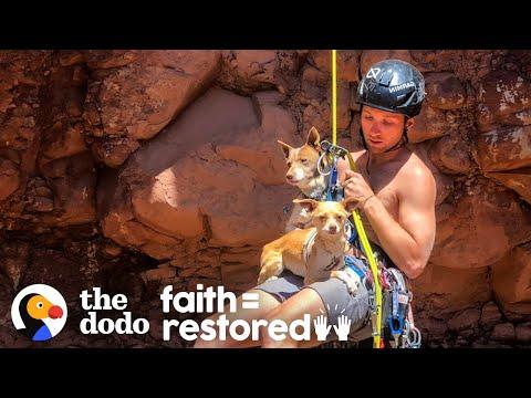 Guy Rappels Into Canyon To Save Abandoned Dogs | The Dodo Faith = Restored