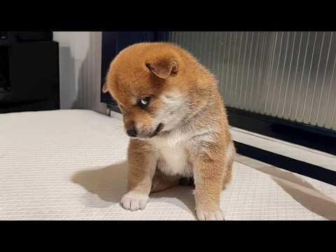 FUNNY PUPPIES 2025 that will make you LAUGH OUT LOUD #Video #Video