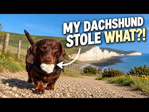 The Most Beautiful (and Slightly Treacherous) Place I’ve Taken My Dachshunds #Video