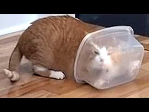 Rescue cat has unusual obsession #Video