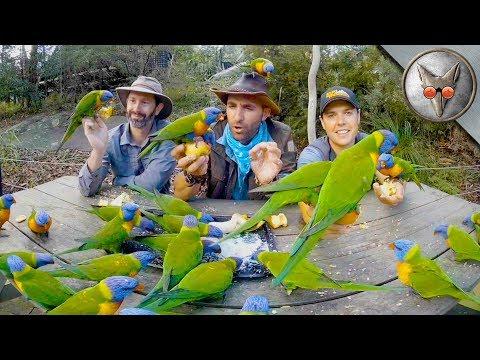 Parrots Crash our Picnic! - in VR180!
