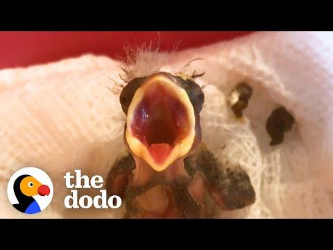 Tiny Featherless Finch Grows Up So Quickly With Help From A Friend #Video
