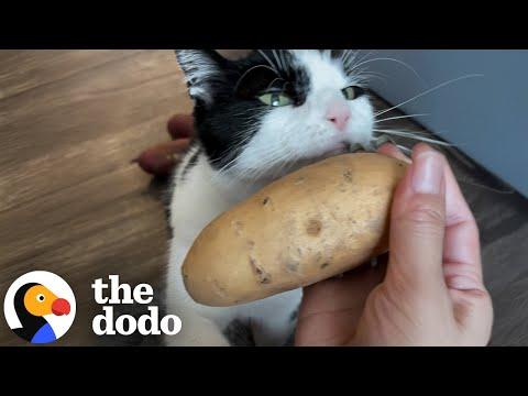 Cat Treated Potatoes Like They Were His Children #Video