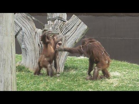 Funny baby orangutans hilariously slap each other #video