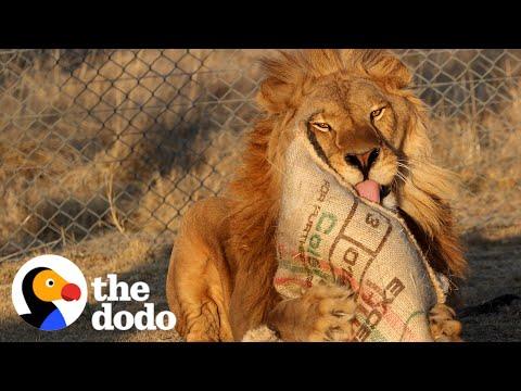 Watch This Shut-Down Lion Taste Freedom For The First Time #Video