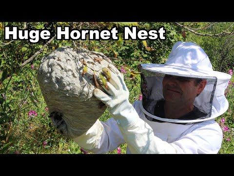 Why You Should Never Approach A Hornet Nest - What's Inside An Active Colony. #Video