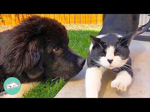 Huge Dog Convinced She’s A Cat Won’t Stop Nagging Her Brother #Video
