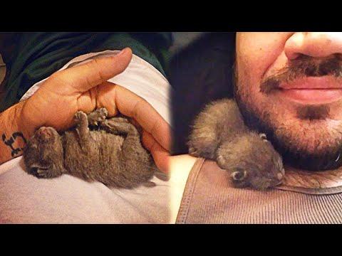 Newborn Kitten Rescued by a Man Changed His Life Forever #Video