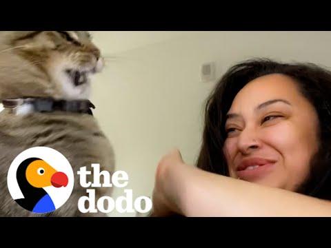 Cat Loves Smacking Mom During Makeup Routine #Video