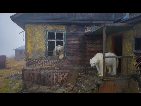 Polar bears on Kolyuchin Island, Chukotka, Russia #Video