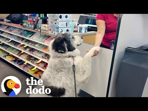 Great Pyrenees Walks Himself To CVS #Video