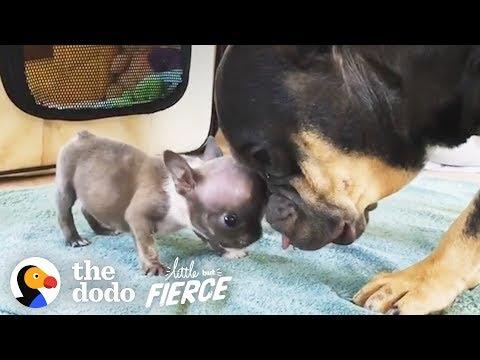 Watch this 1-Pound Bulldog Puppy Grow Up to Have the Most Amazing ROLLS | The Dodo Little But Fierce