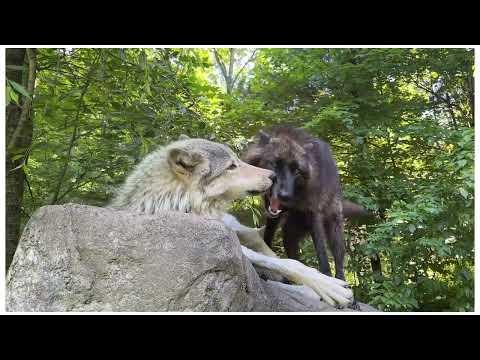 Gray Wolves Kinari & Silas Playtime Moments! #Video