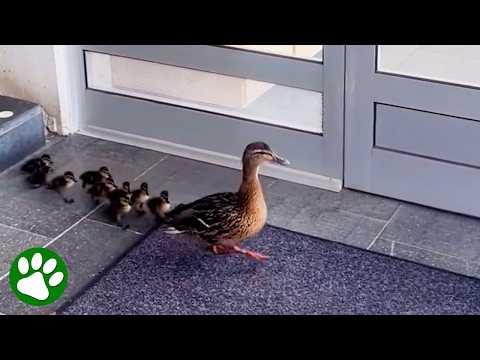University Staff Build a Path to Help Ducklings Reach Freedom #Video