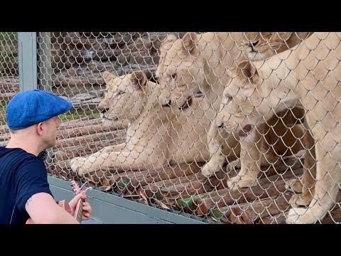 Singing for Animals Compilation #Video
