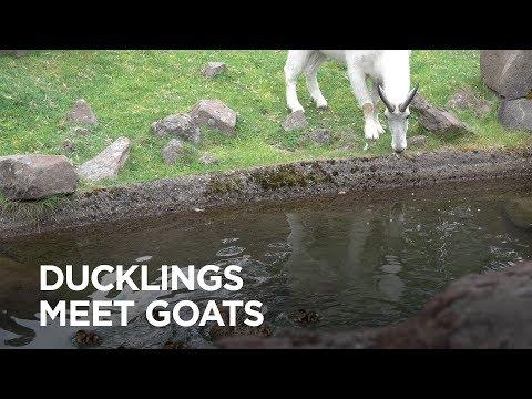 Ducklings Move Into Mountain Goat Habitat