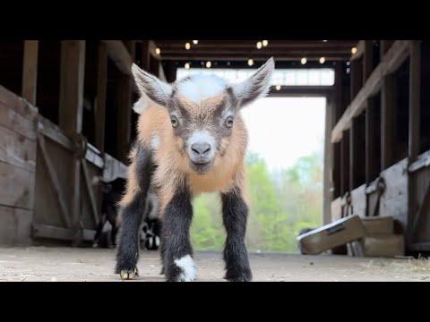 Curious baby goats #Video
