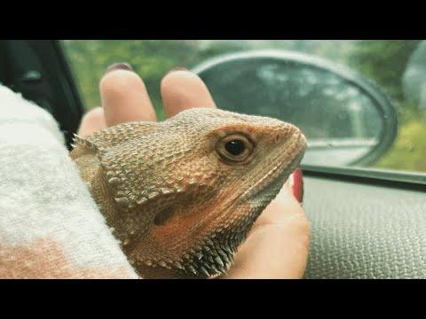 This lizard was living in a dark basement. Then he got a second chance at life. #Video