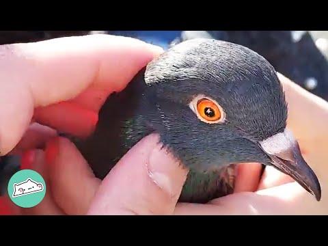 Girl Teaches Her Rescue Pigeon How to Fly #Video