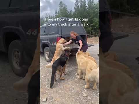 Woman shows how 13 large dogs load up in her truck after a walk! #Video