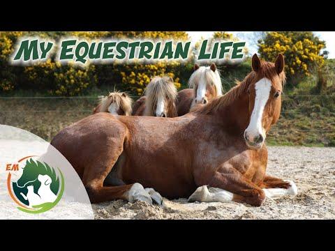 My Equestrian Life - Update on Oisin & all the other animals!