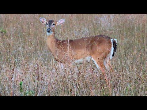 Whitetail Deer on the Florida Prairie -  A Meditation
