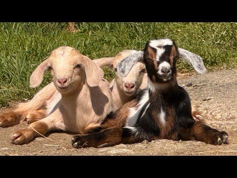 Sweet Pea’s triplets! #Video