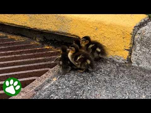 UNBELIEVABLE RESCUE Ducklings Saved From Storm Drain #Video