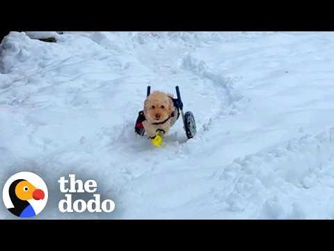 Nothing Stops This Wheelchair Pup From Playing In The Snow #Video