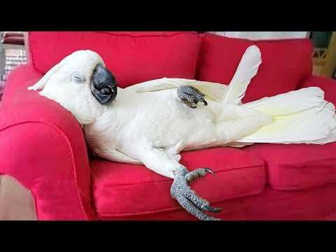 You Will Die Laughing At These Parrot | Funny Parrot Videos 2026