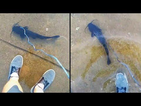 He Really Took a Fish For a Walk. Your Daily Dose Of Internet. #Video