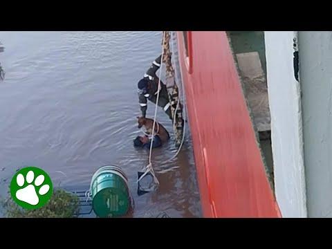 Ship crew work together to save dog #Video