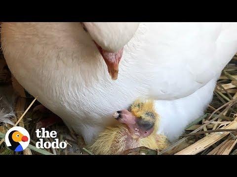 7 Reasons to Stop Hating Pigeons | The Dodo