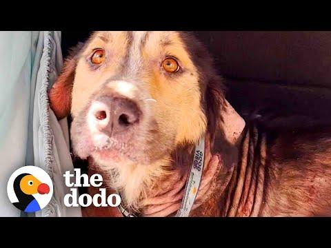 Stray Dog Chooses His Family By Jumping Into Their Car #Video