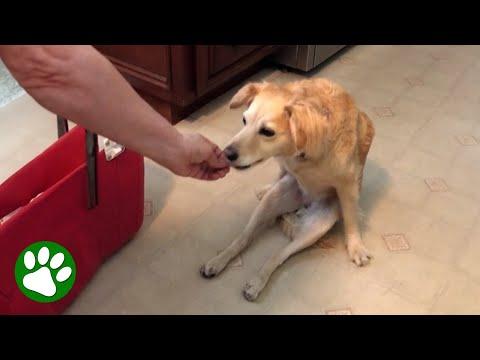 Paralyzed dog gets to run again #Video