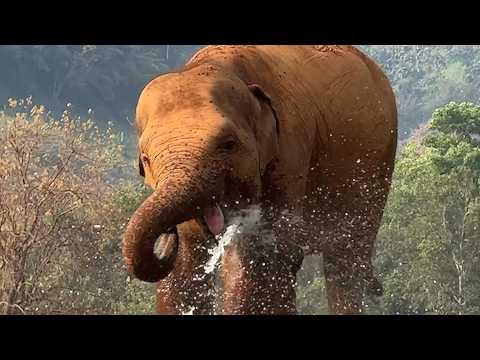 A Sweet Summer Moment with Baby Elephant Pyi Mai - ElephantNews #Video
