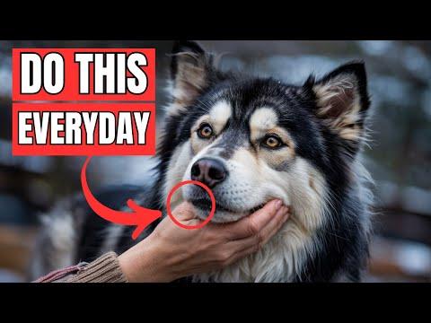 8 Golden Tips to Win Your Dog’s Love Forever #Video