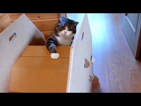 Maru mutters while playing