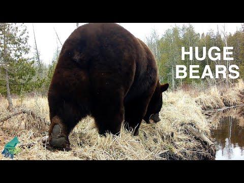 Huge bears captured on trail cameras in Minnesota #Video