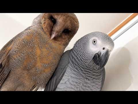 This Talking Parrot and Owl Are Hilarious Together! #Video
