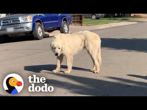 No One Could Catch this Giant Stray Great Pyrenees Until... #Video
