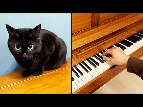 Cat Thinks It's A Piano | Daily Dose Of Pets #Video