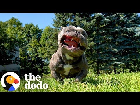 Pittie Kept In Crate His Whole Life Picks Woman To Be His Mom #Video