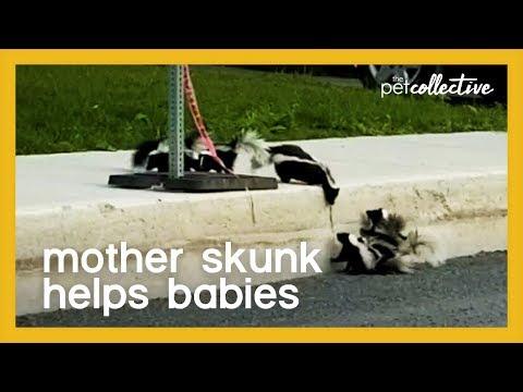Mother Skunk Helps Babies Climb over Curb Video