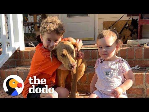 Stray Puppy Appears On Family's Doorstep #Video