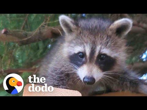 Raccoon Still Visits Her Favorite Human Years After She Was Released In The Wild #Video