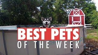 Best Pets of the Week | December 2017 Week 1