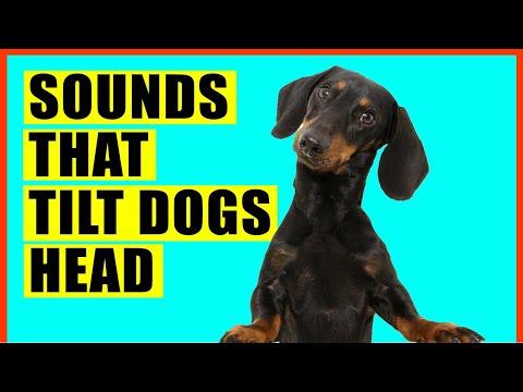 Sounds That Make Dogs Tilt Their Head (GUARANTEED ) #Video