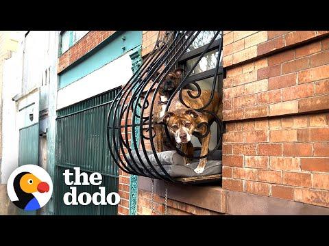 Pitties People Watch From Their Window Perch All Day #Video